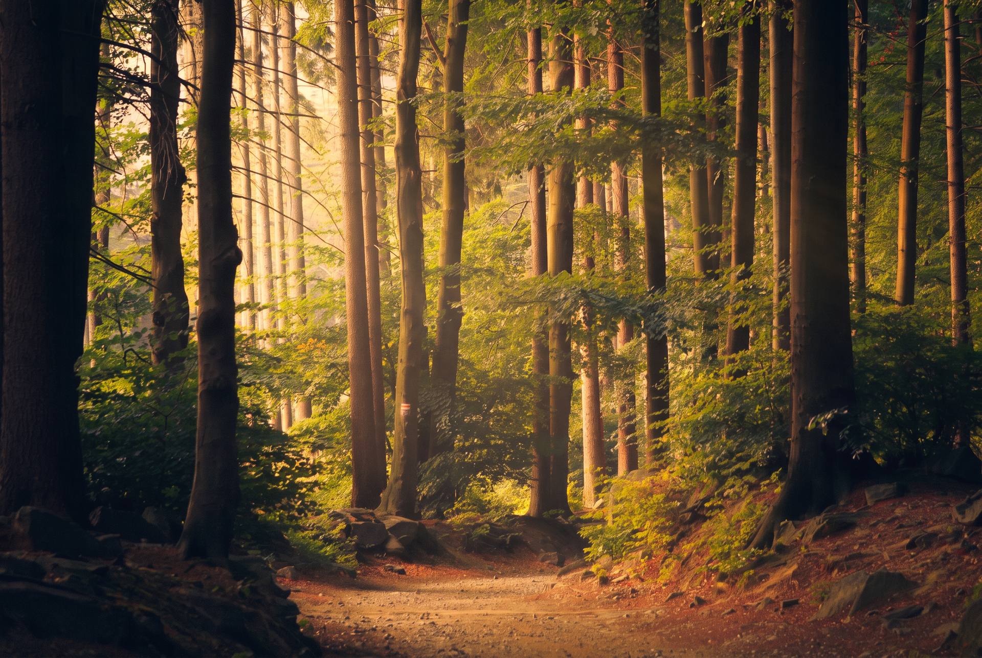 Sacred Ground